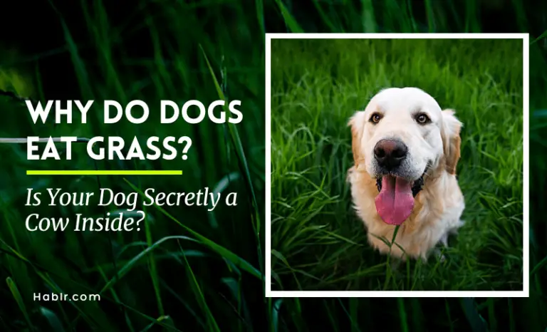 Why Do Dogs Eat Grass? Is Your Dog Secretly a Cow Inside?