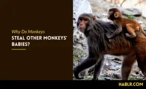 Why Do Monkeys Steal Other Monkeys Babies