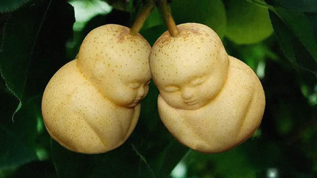 Buddha Shaped Pears - One of the Most Expensive Fruits