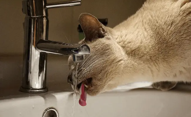 4 Reasons: Why Do Cats Like Sinks?