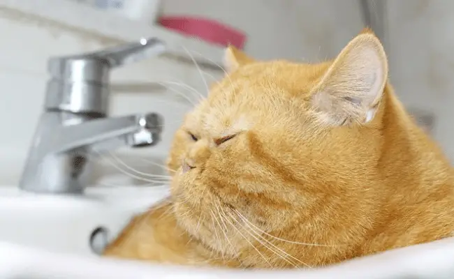 why do cats like sinks