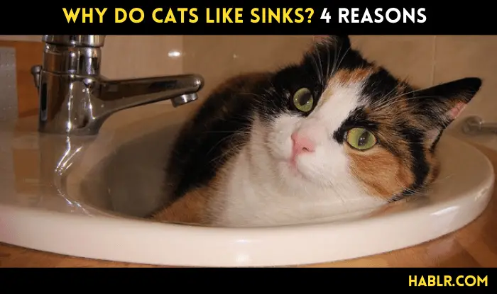 Why Do Cats Like Sinks?