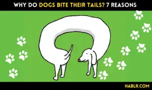 why do dogs bite their tails