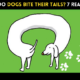 why do dogs bite their tails