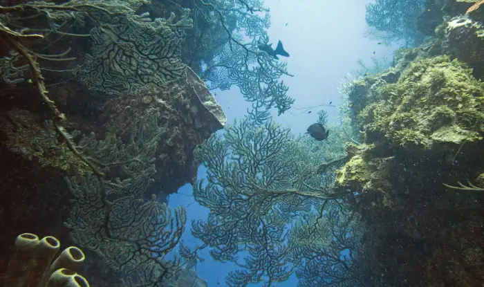 Scuba Diving Sites in Central America