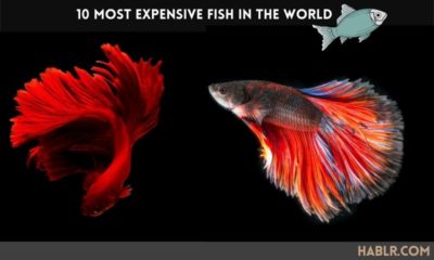 Most Expensive Fish