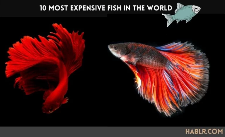 10 Most Expensive Fish in The World (2022)