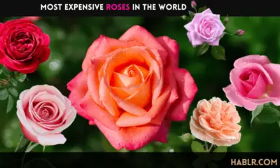Most Expensive Roses