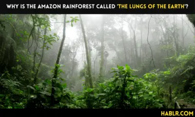 the lungs of the earth