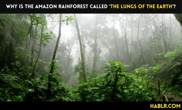 Why is the Amazon rainforest called ‘the lungs of the earth’?