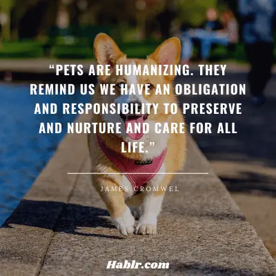 12. “Pets are humanizing. They remind us we have an obligation and responsibility to preserve and nurture and care for all life.” - James Cromwell, American Actor