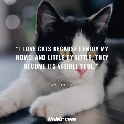 18. “I love cats because I enjoy my home; and little by little, they become its visible soul.” - Jean Cocteau, French Director inspirational pet quotes