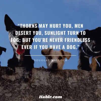 21. “Thorns may hurt you, men desert you, sunlight turn to fog; but you’re never friendless ever if you have a dog.” - Douglas Malloch, American Poet