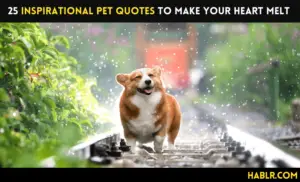 25 Inspirational Pet Quotes to Make Your Heart Melt