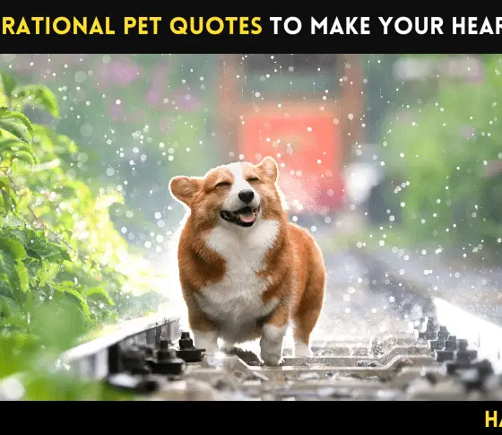 25 Inspirational Pet Quotes to Make Your Heart Melt