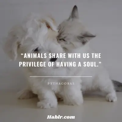 4. “Animals share with us the privilege of having a soul.” - Pythagoras, Greek Philosopher