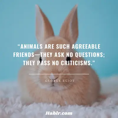 7. “Animals are such agreeable friends—they ask no questions; they pass no criticisms.” - George Eliot, British Author
