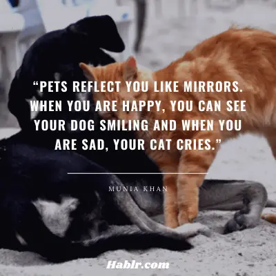 9. “Pets reflect you like mirrors. When you are happy, you can see your dog smiling and when you are sad, your cat cries.” - Munia Khan, Bangladeshi Poet