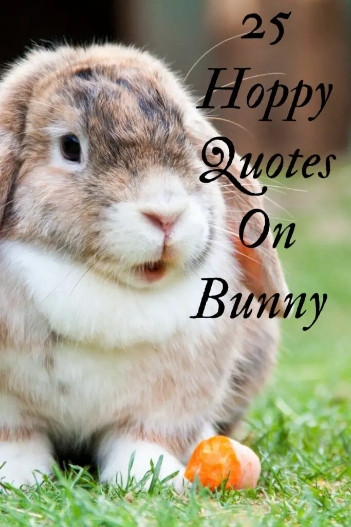 25 Hoppy Quotes On bunny 