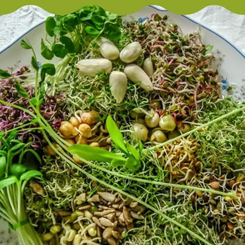 Microgreen Sunflower Salad
